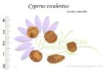 Tubercules de Cyperus esculentus, Cyperus esculentus tubers