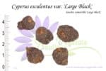 Tubercules de Cyperus esculentus var. 'Large black', Cyperus esculentus var. 'Large black' tubers