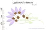 Graines de Cyphomandra betacea, Cyphomandra betacea seeds
