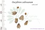 Graines de Dasylirion cedrosanum, Dasylirion cedrosanum seeds