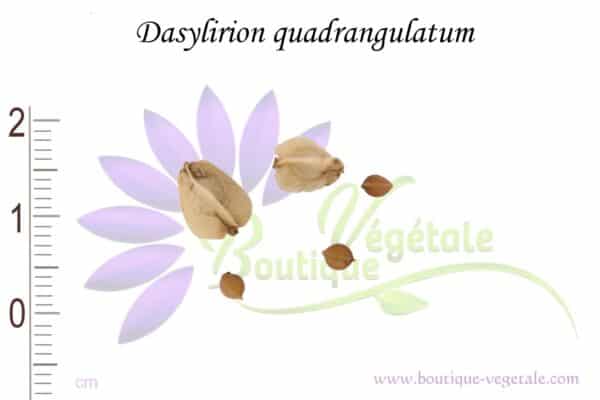Graines de Dasylirion quadrangulatum, Dasylirion quadrangulatum seeds