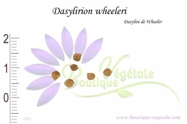 Graines de Dasylirion wheeleri, Dasylirion wheeleri seeds