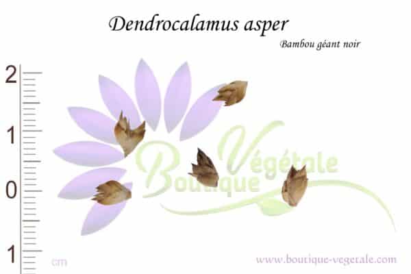 Graines de Dendrocalamus asper, Dendrocalamus asper seeds