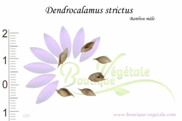 Graines de Dendrocalamus strictus, Dendrocalamus strictus seeds