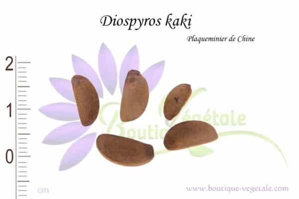 Graines de Diospyros kaki, Diospyros kaki seeds