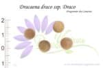 Graines de Dracaena draco, Dracaena draco seeds