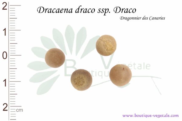 Graines de Dracaena draco, Dracaena draco seeds