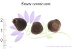 Graines d'Ensete ventricosum, Ensete ventricosum seeds