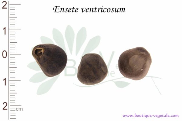 Graines d'Ensete ventricosum, Ensete ventricosum seeds