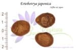Graines d'Eriobotrya japonica, Eriobotrya japonica seeds