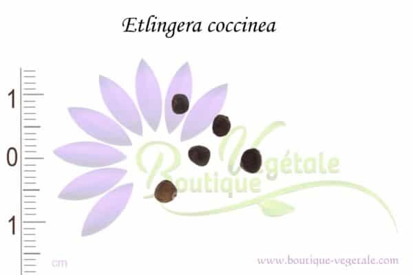 Graines d'Etlingera coccinea, Etlingera coccinea seeds