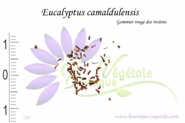 Graines d'Eucalyptus camaldulensis, Eucalyptus camaldulensis seeds