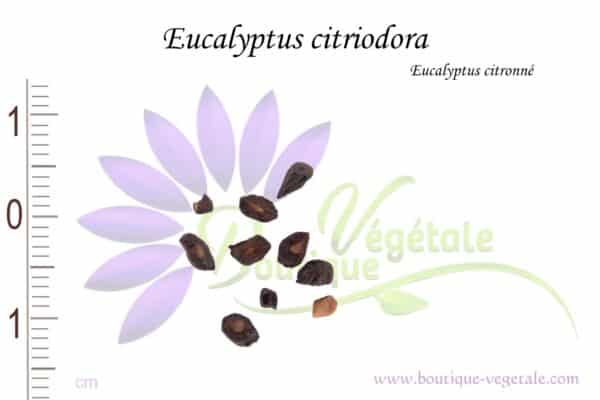 Graines d'Eucalyptus citriodora, Eucalyptus citriodora seeds