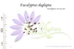 Graines d'Eucalyptus deglupta, Eucalyptus deglupta seeds