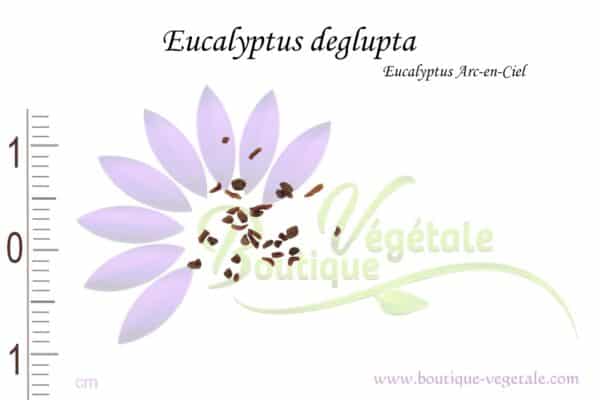 Graines d'Eucalyptus deglupta, Eucalyptus deglupta seeds