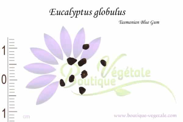 Graines d'Eucalyptus globulus, Eucalyptus globulus seeds