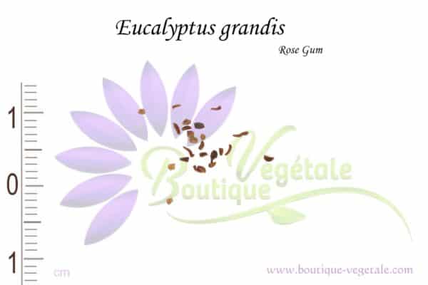 Graines d'Eucalyptus grandis, Eucalyptus grandis seeds