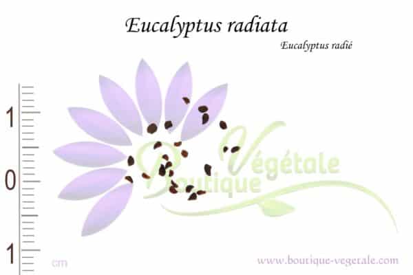 Graines d'Eucalyptus radiata, Eucalyptus radiata seeds