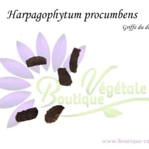 Graines d'Harpagophytum procumbens, Harpagophytum procumbens seeds