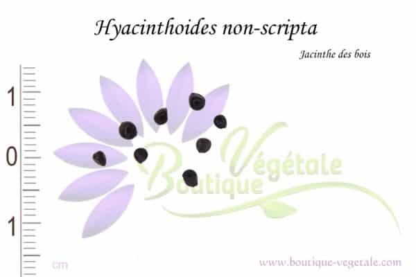 Graines de Hyacinthoides non-scripta, Hyacinthoides non-scripta seeds