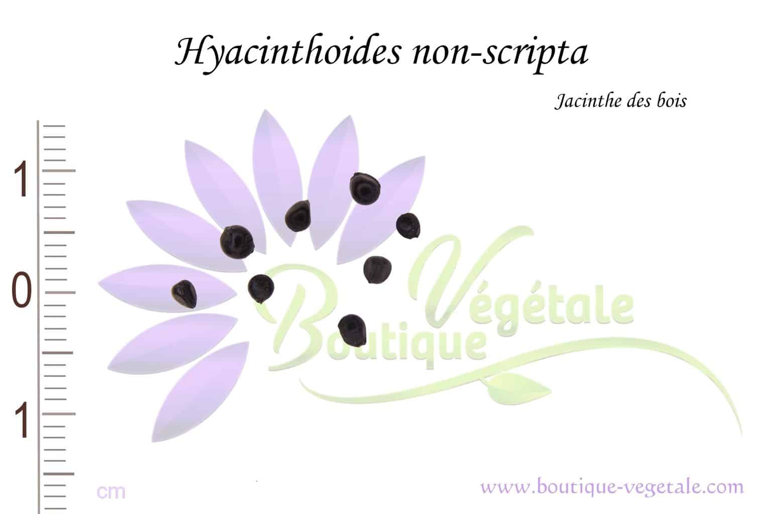 Graines de Hyacinthoides non-scripta - Jacinthe des Bois - Boutique Végétale
