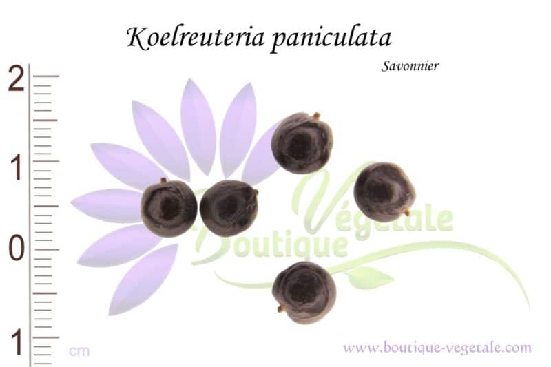Graines de Koelreuteria paniculata, Koelreuteria paniculata seeds