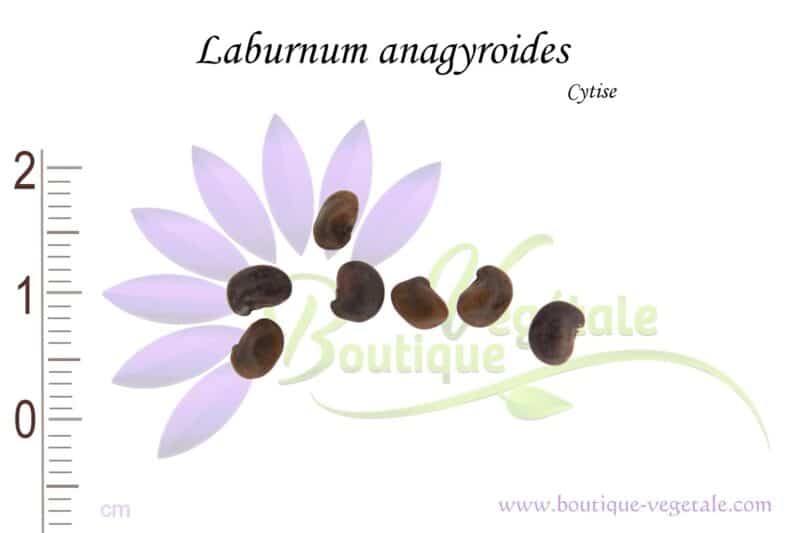 Graines de Laburnum anagyroides, Laburnum anagyroides seeds