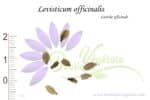 Graines de Levisticum officinalis, Levisticum officinalis seeds