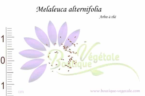 Graines de Melaleuca alternifolia, Melaleuca alternifolia seeds
