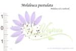 Graines de Melaleuca pustulata, Melaleuca pustulata seeds