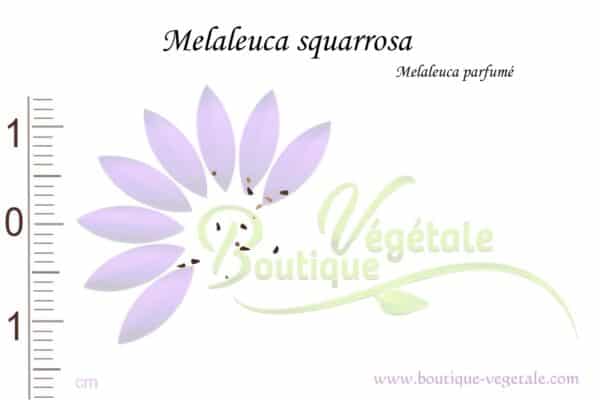 Graines de Melaleuca squarrosa, Melaleuca squarrosa seeds