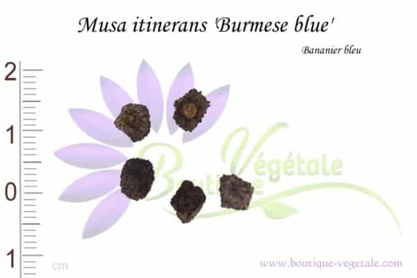 Graines de Musa itinerans 'Burmese Blue', Musa itinerans 'Burmese Blue' seeds