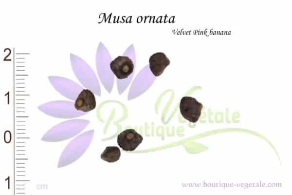 Graines de Musa ornata, Musa ornata seeds