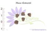 Graines de Musa thomsonii, Musa thomsonii seeds