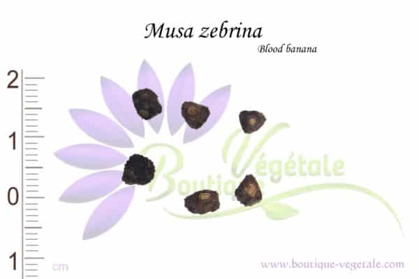 Graines de Musa zebrina, Musa zebrina seeds