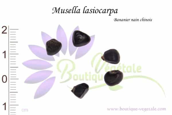 Graines de Musella lasiocarpa, Musella lasiocarpa seeds