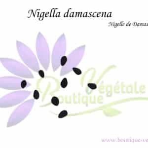 Graines de Nigella damascena, Nigella damascena seeds