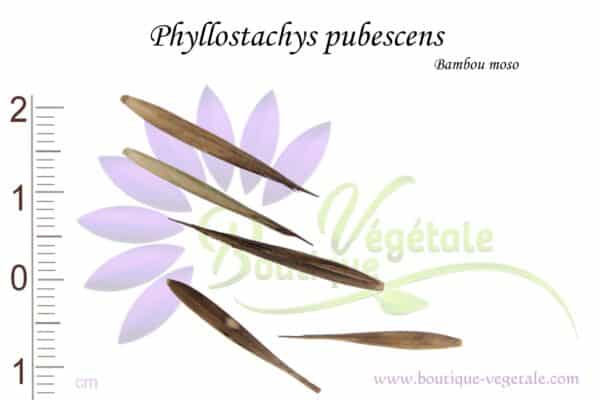 Graines de Phyllostachys pubescens, Phyllostachys pubescens seeds