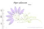 Graines de Piper aduncum, Piper aduncum seeds