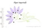 Graines de Piper imperiale, Piper imperiale seeds