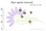 Graines de Piper nigrum Sarawak, Piper nigrum Sarawak seeds