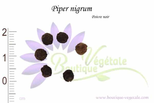 Graines de Piper nigrum, Piper nigrum seeds