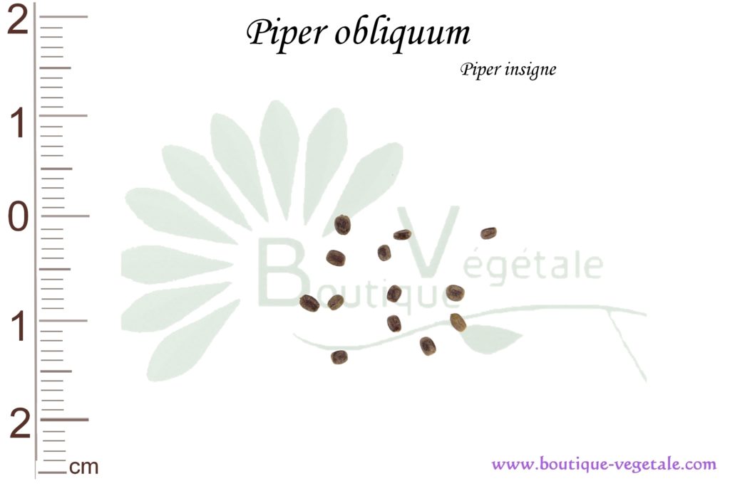Graines de Piper obliquum, Piper obliquum seeds