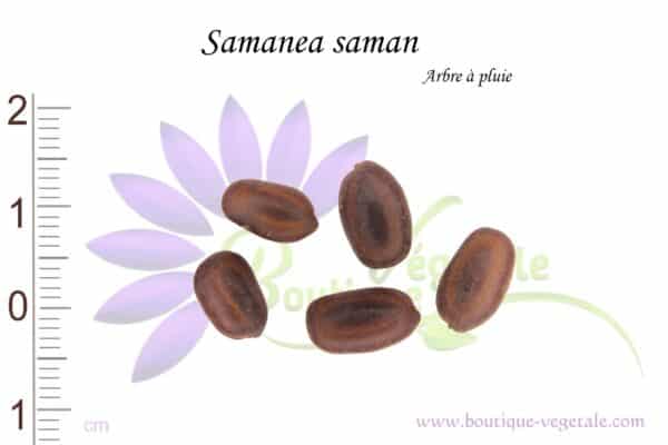 Graines de Samanea saman, Samanea saman seeds