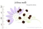 Graines de Schinus molle , Schinus molle seeds