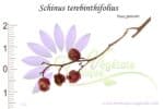 Graines de Schinus terebinthifolius, Schinus terebinthifolius seeds