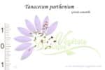 Graines de Tanacetum parthenium, Tanacetum parthenium seeds