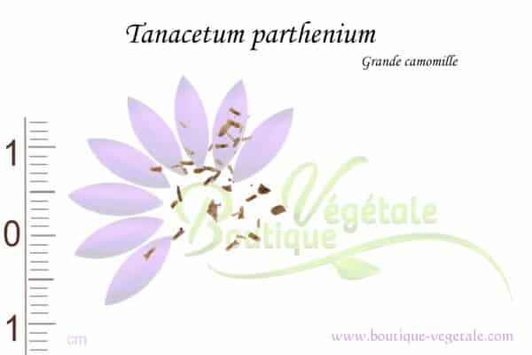 Graines de Tanacetum parthenium, Tanacetum parthenium seeds