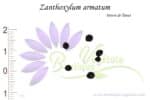 Graines de Zanthoxylum armatum, Zanthoxylum armatum seeds