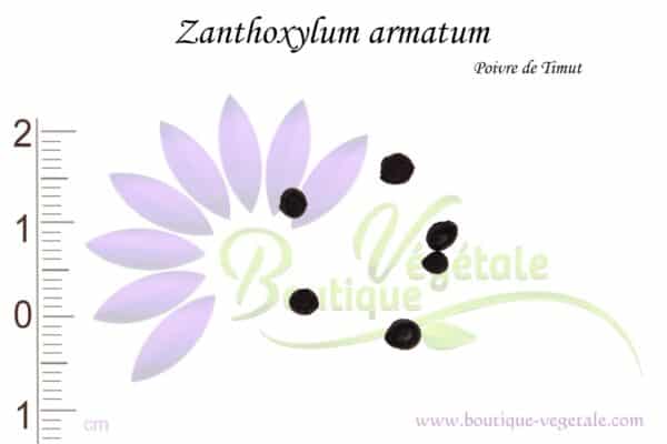 Graines de Zanthoxylum armatum, Zanthoxylum armatum seeds
